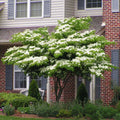 2026 NewBrighter Blooms - White Kousa Dogwood, 3-4 ft. - No Shipping to AZ, FL