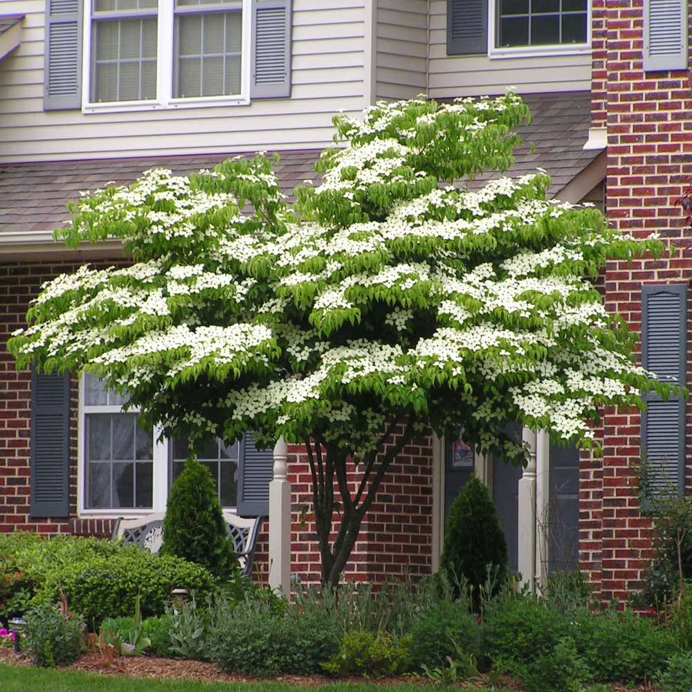 2026 NewBrighter Blooms - White Kousa Dogwood, 3-4 ft. - No Shipping to AZ, FL