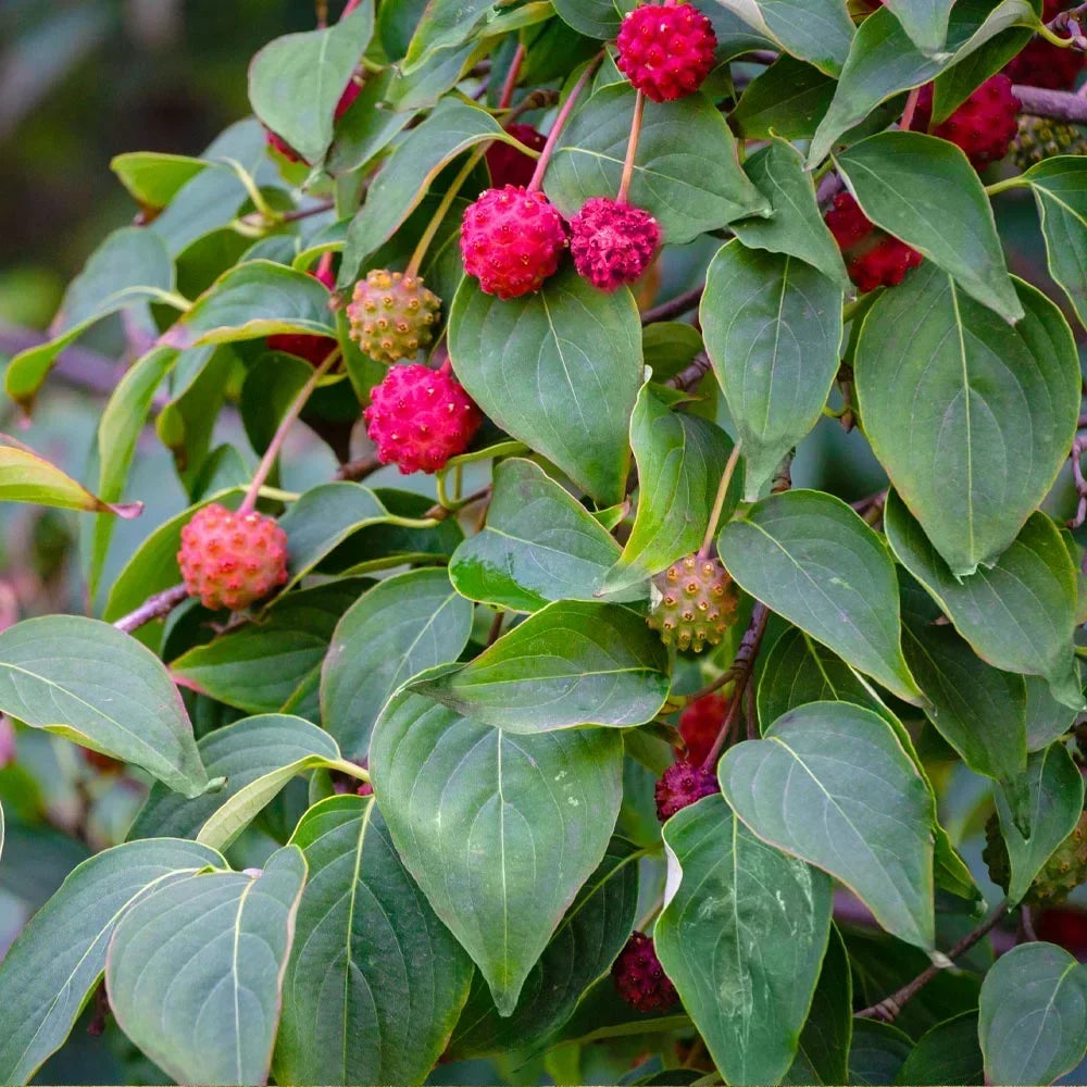 2026 NewBrighter Blooms - White Kousa Dogwood, 3-4 ft. - No Shipping to AZ, FL