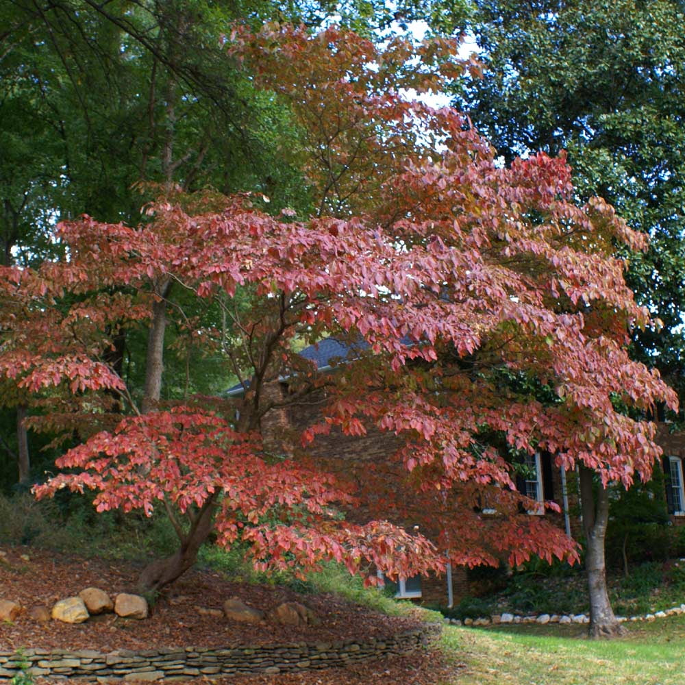 2026 NewBrighter Blooms - White Kousa Dogwood, 3-4 ft. - No Shipping to AZ, FL