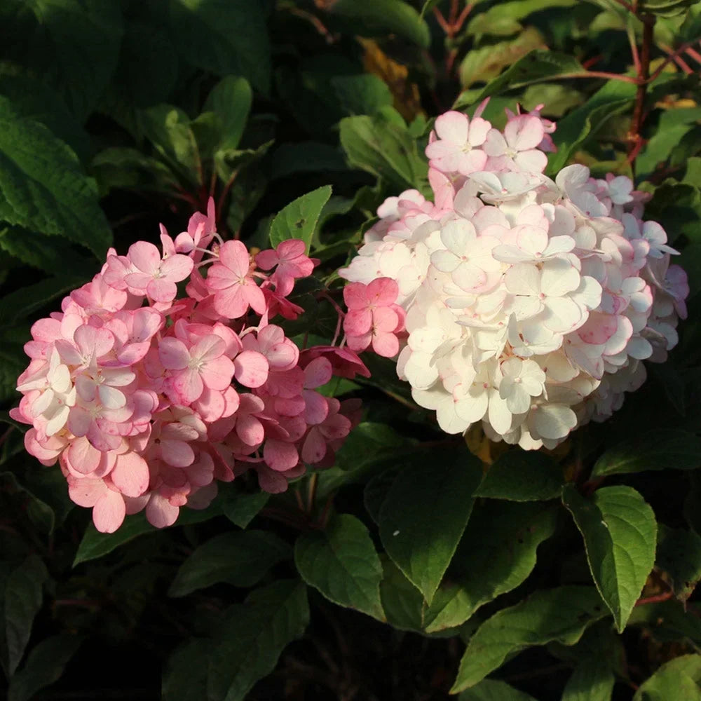 2026 NewBrighter Blooms - Vanilla Strawberry Hydrangea Tree, 4-5 ft. - No Shipping to AZ