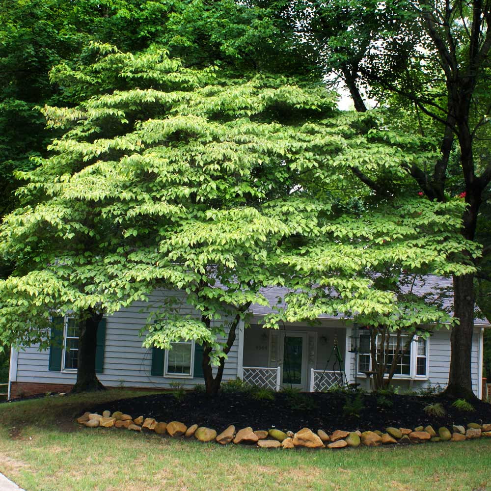 2026 NewBrighter Blooms - White Kousa Dogwood, 3-4 ft. - No Shipping to AZ, FL