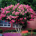 2026 NewCrape Myrtle Pink Velour | 1 Extra Large 3 Gallon Plants | Lush Magenta-Pink Blooms, Live Plant, Elegant Ornamental Shrub for Distinctive Garden Accents