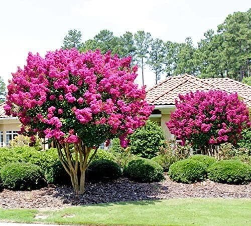 2026 NewCrape Myrtle Pink Velour | 1 Extra Large 3 Gallon Plants | Lush Magenta-Pink Blooms, Live Plant, Elegant Ornamental Shrub for Distinctive Garden Accents