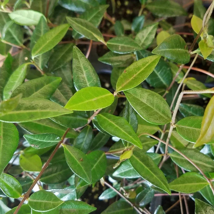 2026 NewExpert Gardener Asiatic Jasmine - 54 Pack (3.25 In. Pots) Evergreen Groundcover Vine - Full Sun Live Outdoor Plant