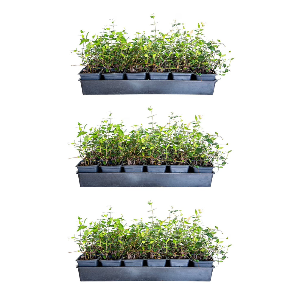 2026 NewExpert Gardener Asiatic Jasmine - 54 Pack (3.25 In. Pots) Evergreen Groundcover Vine - Full Sun Live Outdoor Plant