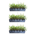 2026 NewExpert Gardener Asiatic Jasmine - 54 Pack (3.25 In. Pots) Evergreen Groundcover Vine - Full Sun Live Outdoor Plant