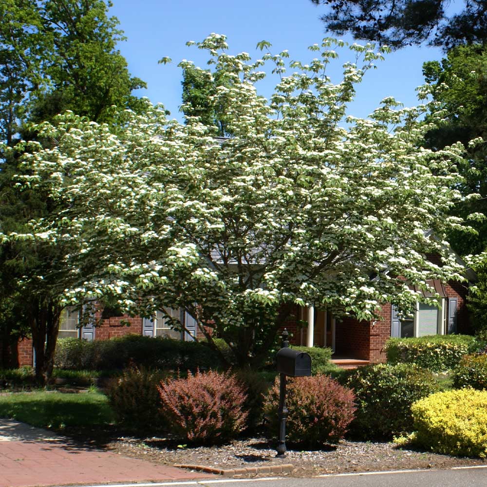 2026 NewBrighter Blooms - White Kousa Dogwood, 3-4 ft. - No Shipping to AZ, FL