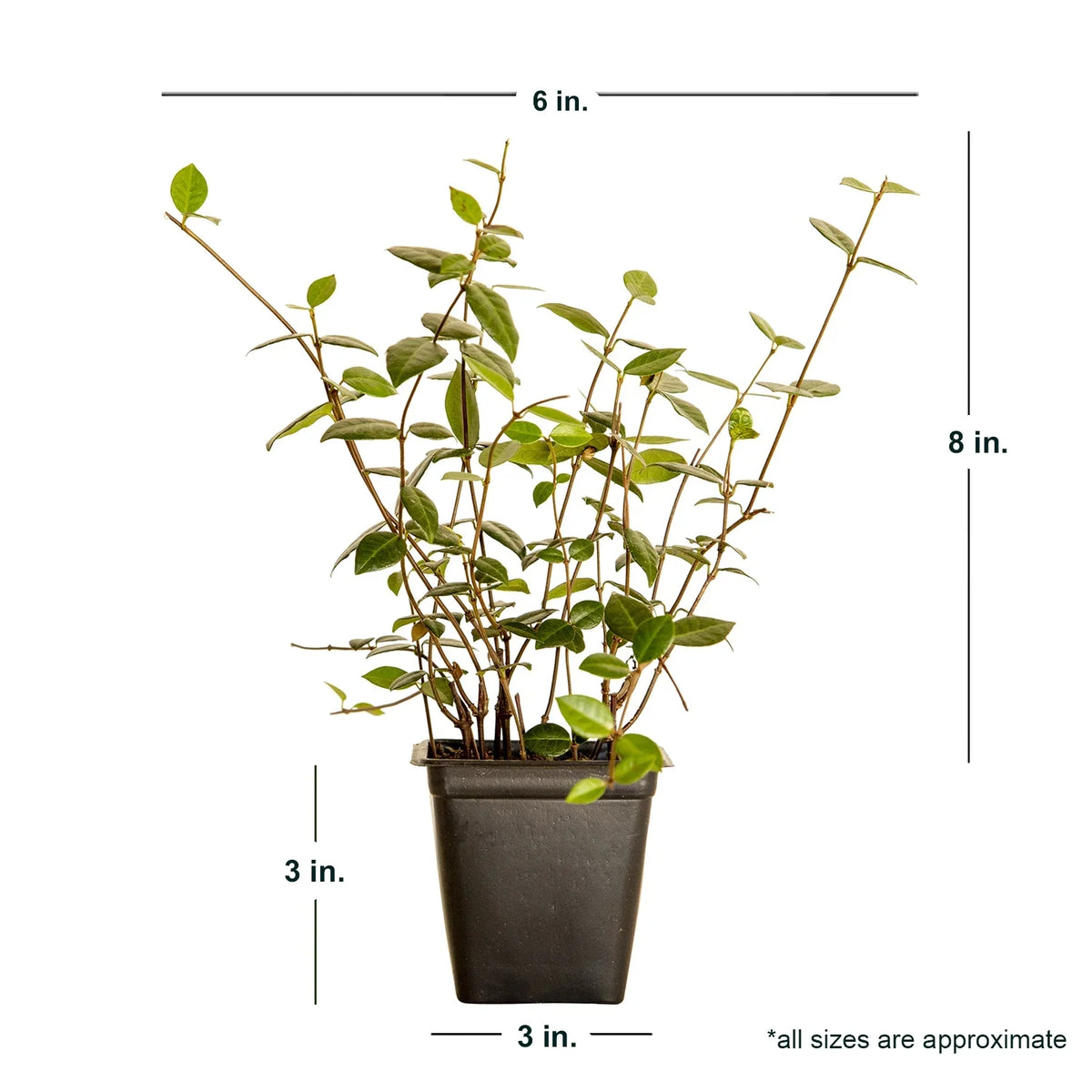 2026 NewExpert Gardener Asiatic Jasmine - 54 Pack (3.25 In. Pots) Evergreen Groundcover Vine - Full Sun Live Outdoor Plant