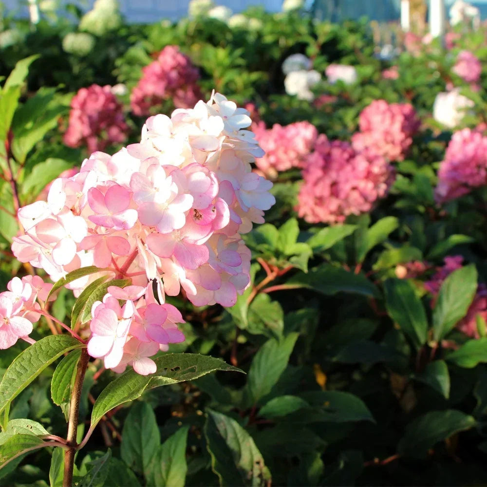 2026 NewBrighter Blooms - Vanilla Strawberry Hydrangea Tree, 4-5 ft. - No Shipping to AZ